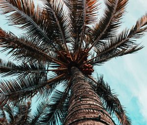 Preview wallpaper palm tree, branches, trunk, tree, bottom view