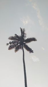 Preview wallpaper palm tree, branches, trunk, sky, bottom view