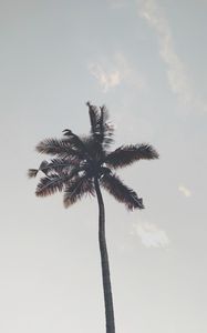 Preview wallpaper palm tree, branches, trunk, sky, bottom view