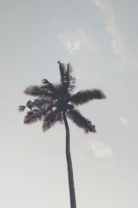 Preview wallpaper palm tree, branches, trunk, sky, bottom view