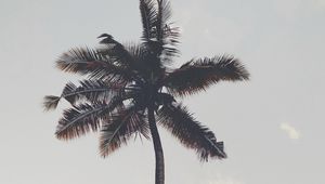 Preview wallpaper palm tree, branches, trunk, sky, bottom view