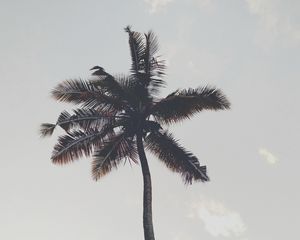 Preview wallpaper palm tree, branches, trunk, sky, bottom view