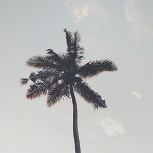 Preview wallpaper palm tree, branches, trunk, sky, bottom view