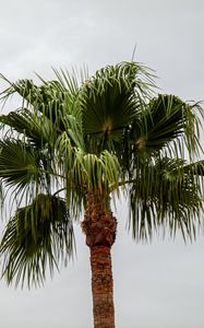 Preview wallpaper palm tree, branches, trunk, sky, minimalism