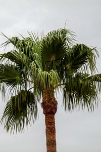 Preview wallpaper palm tree, branches, trunk, sky, minimalism