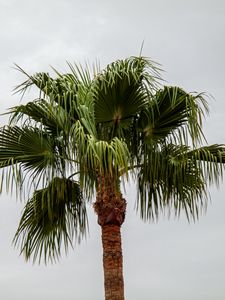 Preview wallpaper palm tree, branches, trunk, sky, minimalism