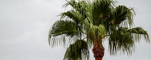 Preview wallpaper palm tree, branches, trunk, sky, minimalism