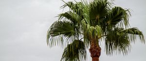 Preview wallpaper palm tree, branches, trunk, sky, minimalism