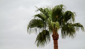 Preview wallpaper palm tree, branches, trunk, sky, minimalism