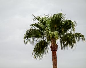 Preview wallpaper palm tree, branches, trunk, sky, minimalism