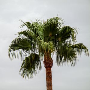 Preview wallpaper palm tree, branches, trunk, sky, minimalism