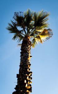 Preview wallpaper palm tree, branches, trunk, sky, bottom view, minimalism