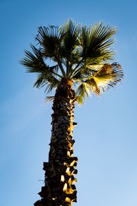 Preview wallpaper palm tree, branches, trunk, sky, bottom view, minimalism