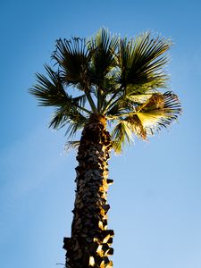 Preview wallpaper palm tree, branches, trunk, sky, bottom view, minimalism