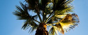 Preview wallpaper palm tree, branches, trunk, sky, bottom view, minimalism