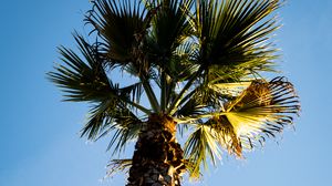 Preview wallpaper palm tree, branches, trunk, sky, bottom view, minimalism