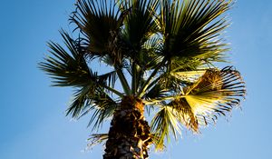 Preview wallpaper palm tree, branches, trunk, sky, bottom view, minimalism