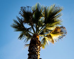 Preview wallpaper palm tree, branches, trunk, sky, bottom view, minimalism