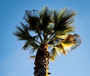 Preview wallpaper palm tree, branches, trunk, sky, bottom view, minimalism