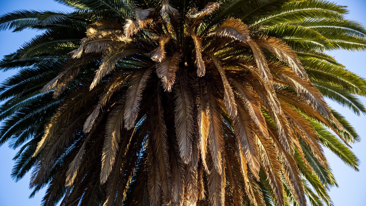 Wallpaper palm tree, branches, trunk, macro