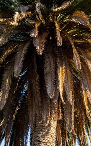 Preview wallpaper palm tree, branches, trunk, macro