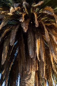 Preview wallpaper palm tree, branches, trunk, macro