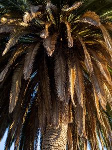 Preview wallpaper palm tree, branches, trunk, macro