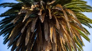Preview wallpaper palm tree, branches, trunk, macro