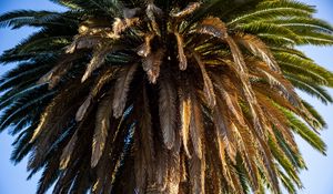 Preview wallpaper palm tree, branches, trunk, macro