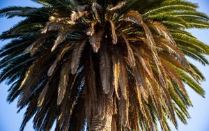 Preview wallpaper palm tree, branches, trunk, macro