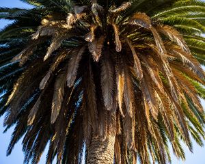 Preview wallpaper palm tree, branches, trunk, macro