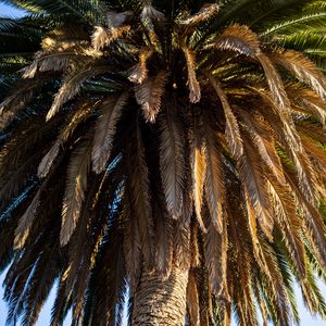 Preview wallpaper palm tree, branches, trunk, macro