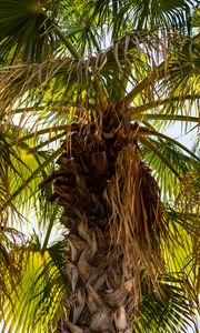 Preview wallpaper palm tree, branches, trunk, leaves, dry