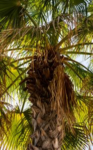 Preview wallpaper palm tree, branches, trunk, leaves, dry