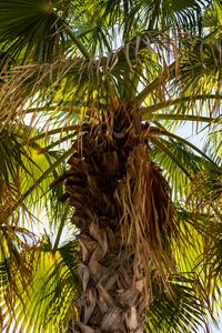 Preview wallpaper palm tree, branches, trunk, leaves, dry