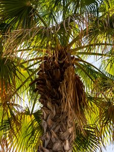 Preview wallpaper palm tree, branches, trunk, leaves, dry