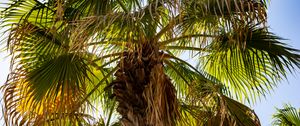 Preview wallpaper palm tree, branches, trunk, leaves, dry