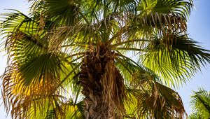 Preview wallpaper palm tree, branches, trunk, leaves, dry