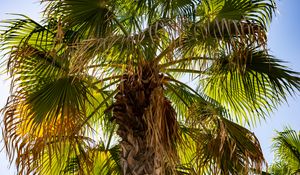 Preview wallpaper palm tree, branches, trunk, leaves, dry