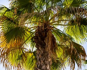 Preview wallpaper palm tree, branches, trunk, leaves, dry