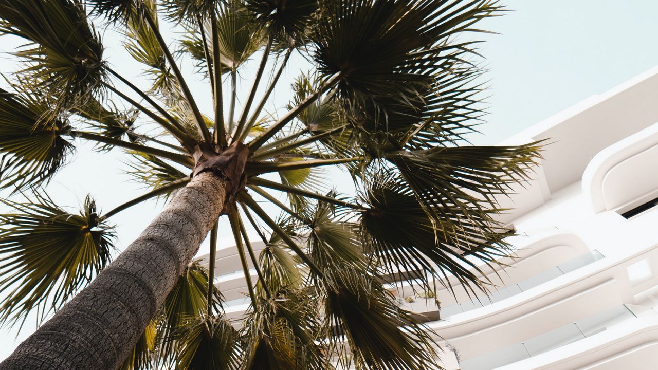 Wallpaper palm tree, building, bottom view, light