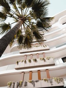 Preview wallpaper palm tree, building, bottom view, light