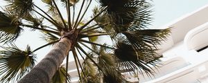 Preview wallpaper palm tree, building, bottom view, light