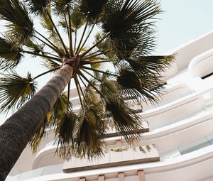 Preview wallpaper palm tree, building, bottom view, light