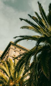 Preview wallpaper palm tree, building, houses, windows