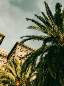 Preview wallpaper palm tree, building, houses, windows