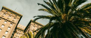 Preview wallpaper palm tree, building, houses, windows