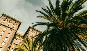 Preview wallpaper palm tree, building, houses, windows