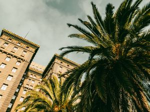 Preview wallpaper palm tree, building, houses, windows