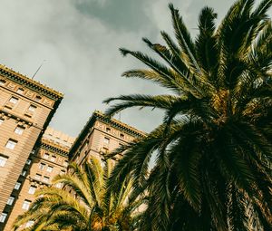 Preview wallpaper palm tree, building, houses, windows